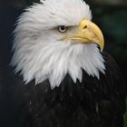 Blind Bald Eagle2