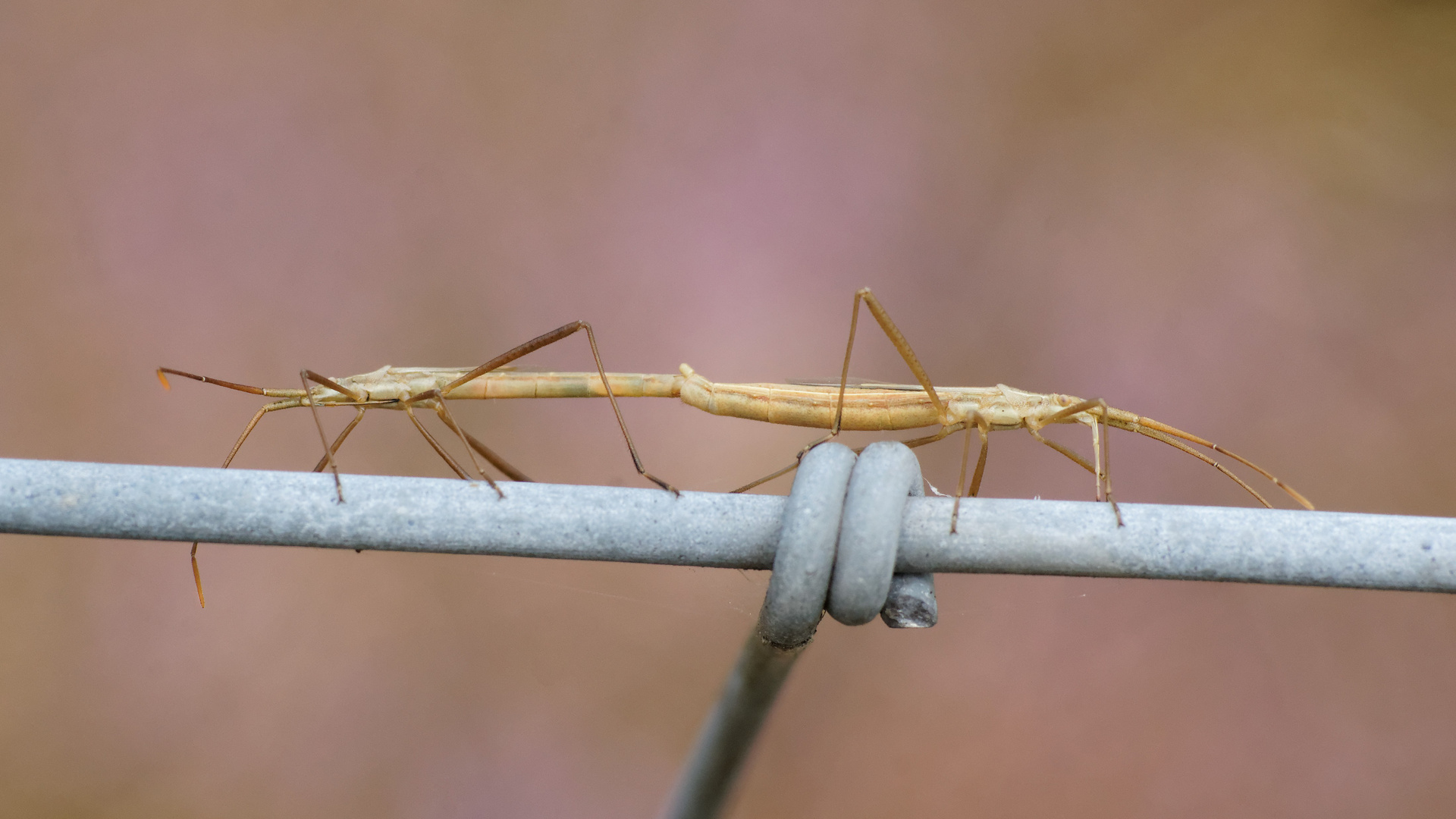 Blind Date