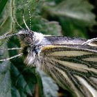 Blind Date III (diesmal vom Rapsweißling  Pieris napi)