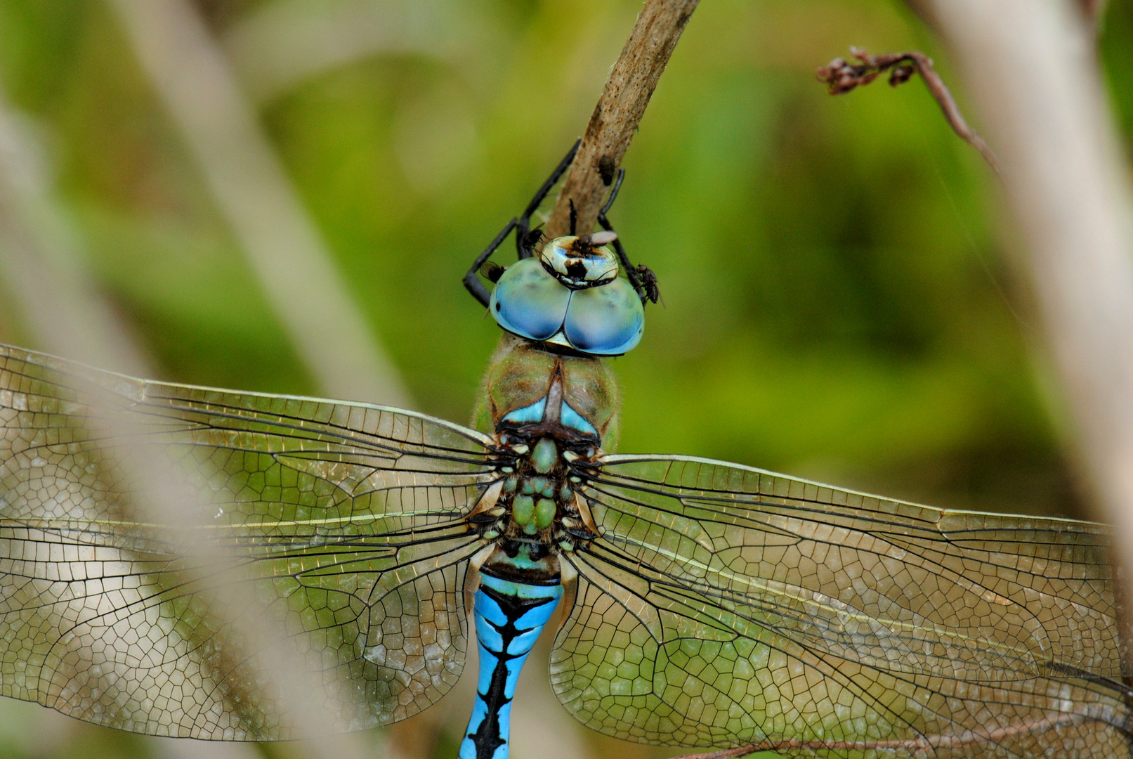 ~ Blind Passengers ~ (Anax imperator)