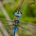 ~ Blind Passengers ~ (Anax imperator)