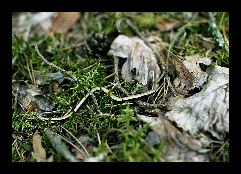 blind schleichen für fortgeschrittene