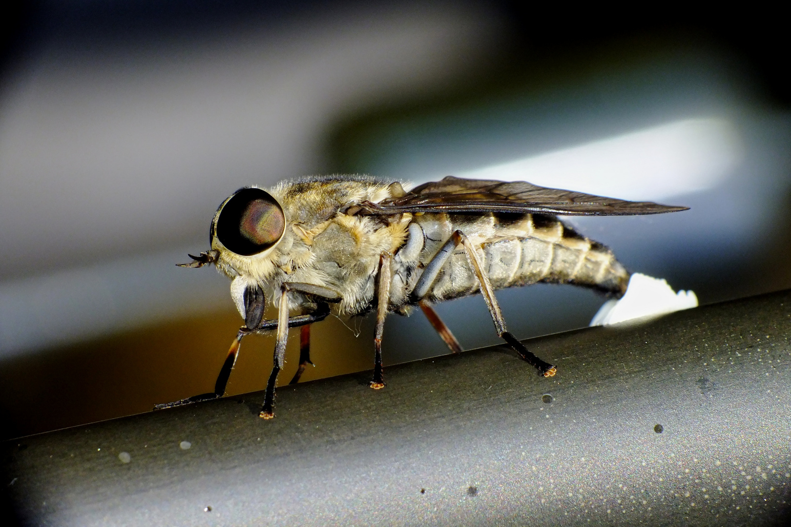 Blinde Fliege bei der Eiablage