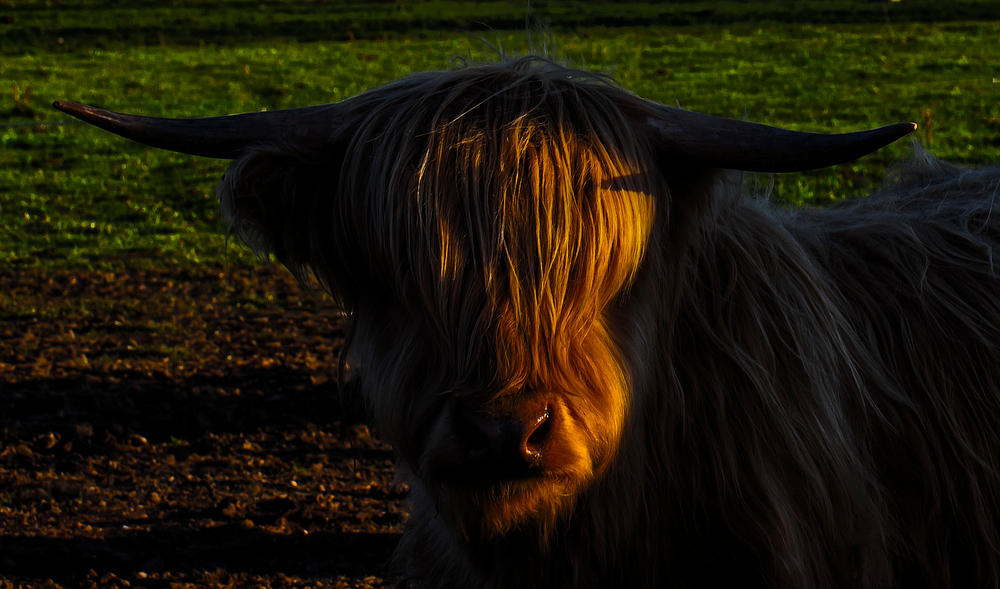 Blinde Kuh. Foto & Bild tiere, haustiere, nutztiere Bilder auf