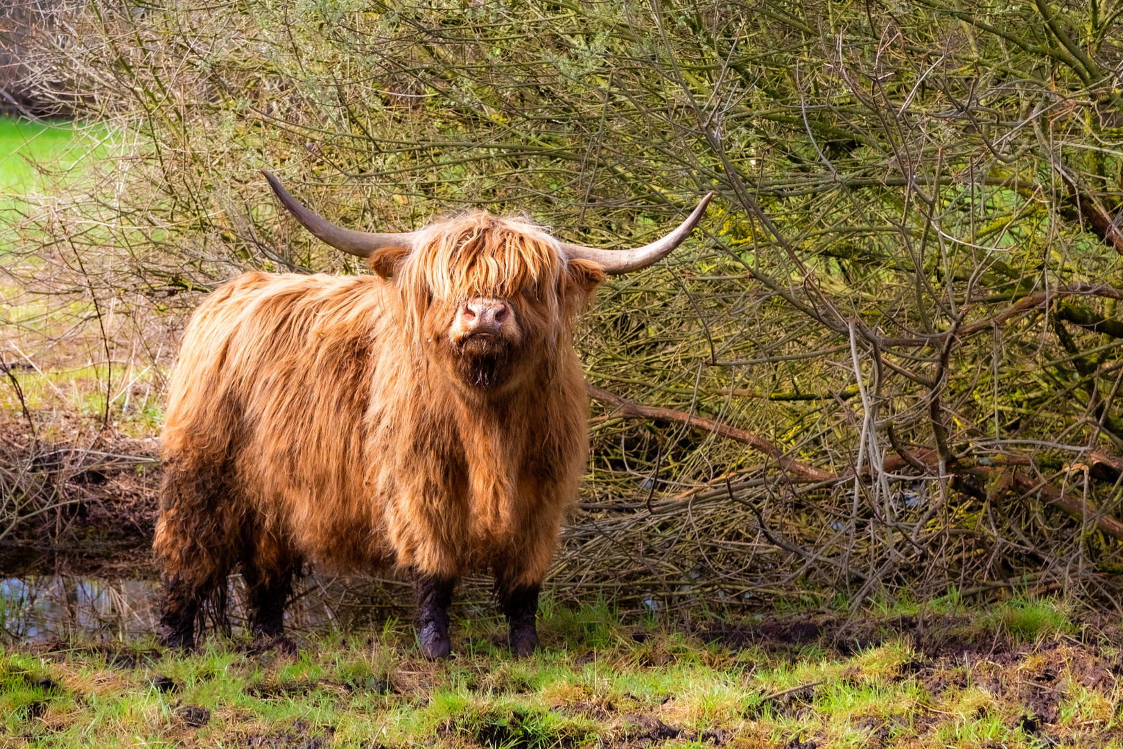 Blinde Kuh Foto & Bild tiere, natur, landschaft Bilder auf