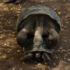 Blinde Schildkröte wird über die Strasse geführt... ;-)  (Galapagos - Ecuador)