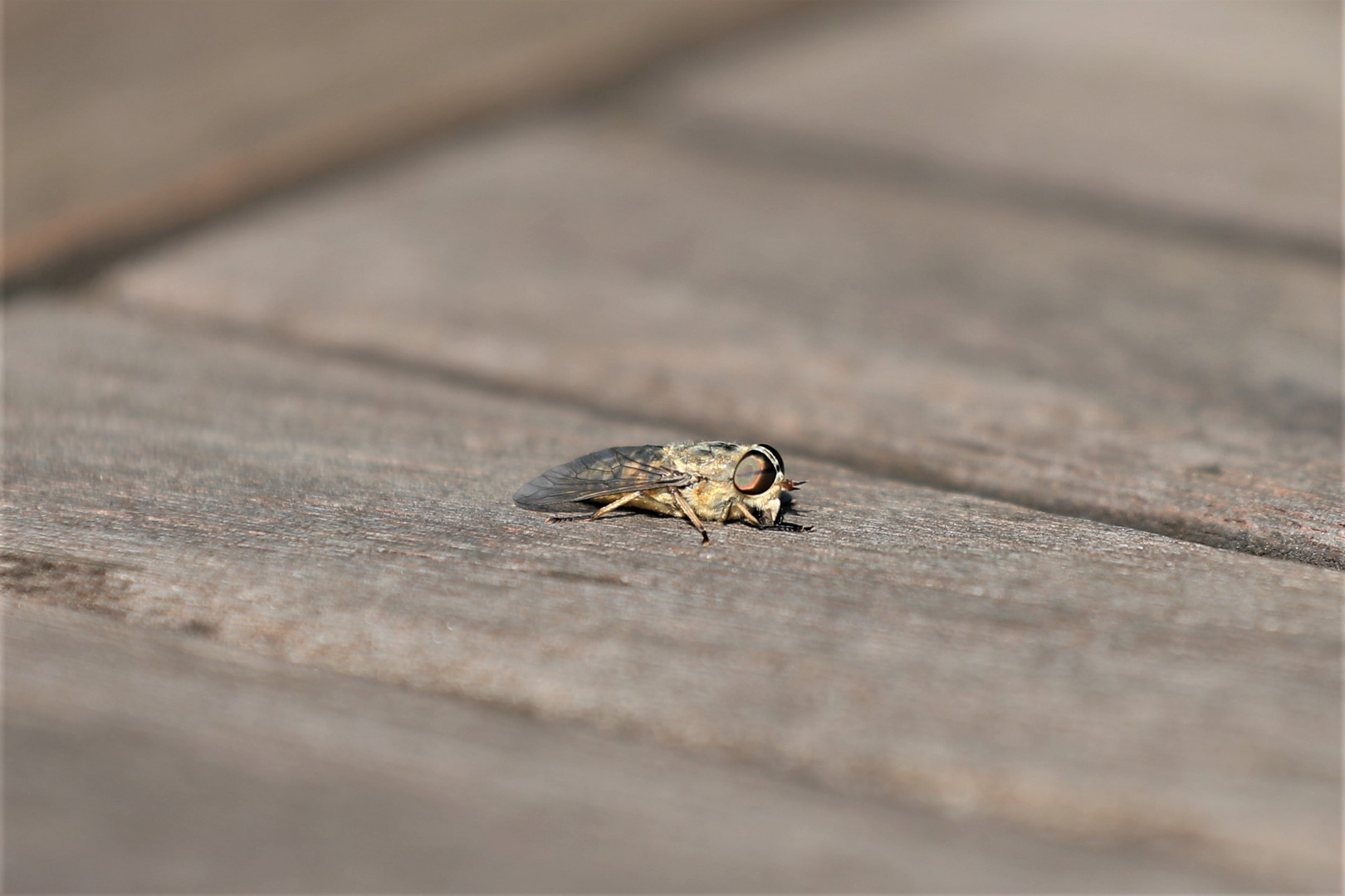 Bremse Foto & Bild  tiere, wildlife, insekten Bilder auf