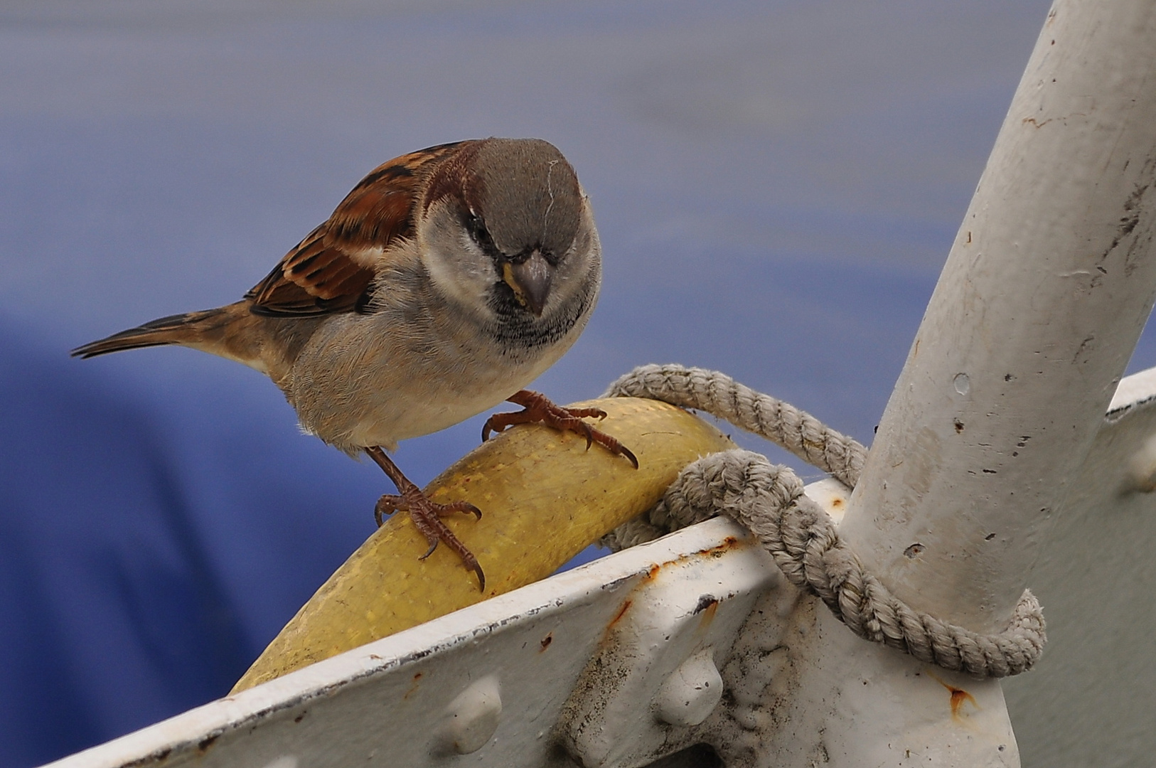 Blinder Passagier an Bord II