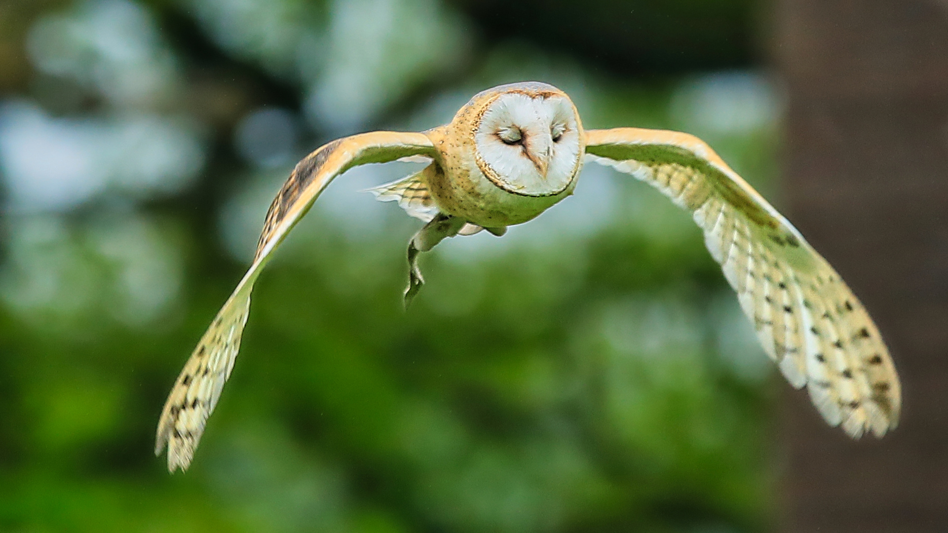 Blindflug einer Schleiereule...