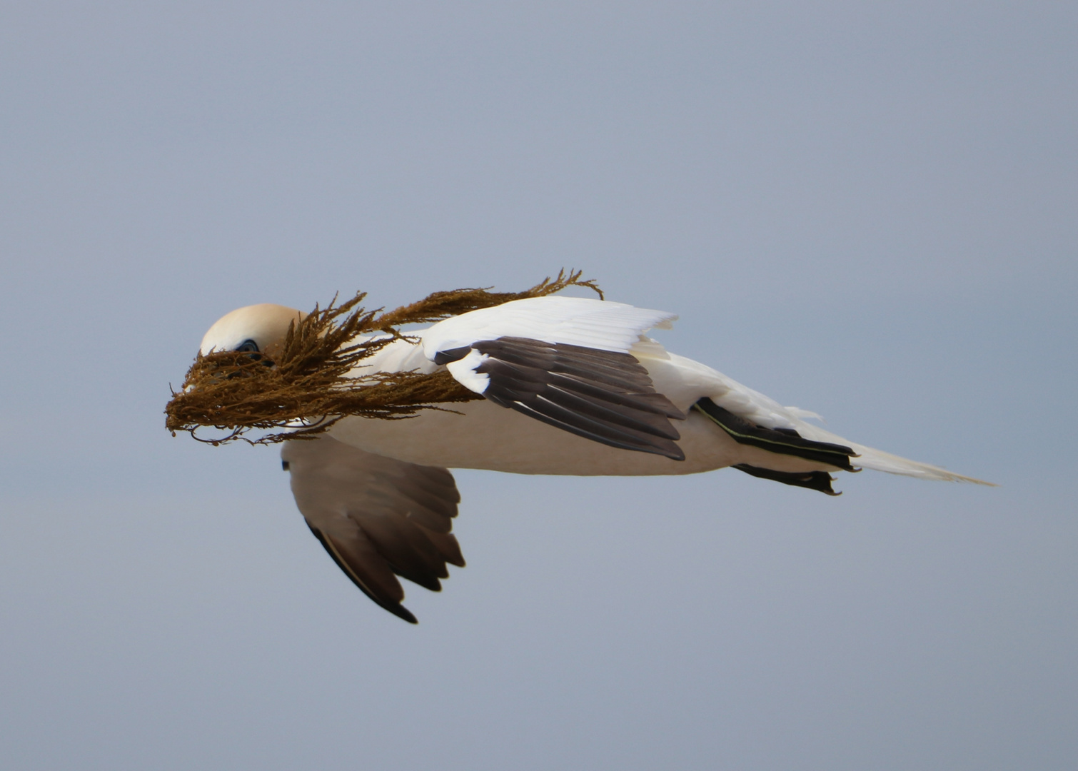 Blindflug eines Helgoländer Basstölpels