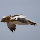 Blindflug eines Helgoländer Basstölpels