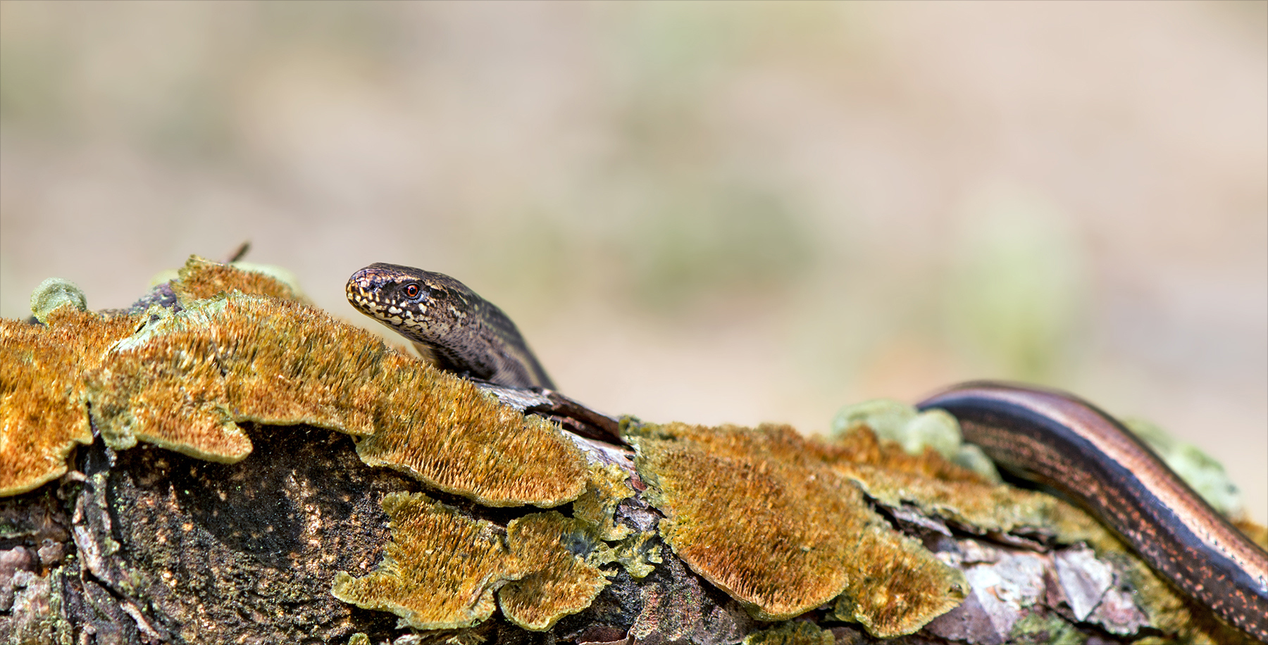 Blindschleiche Foto & Bild natur, tiere, wildlife Bilder auf