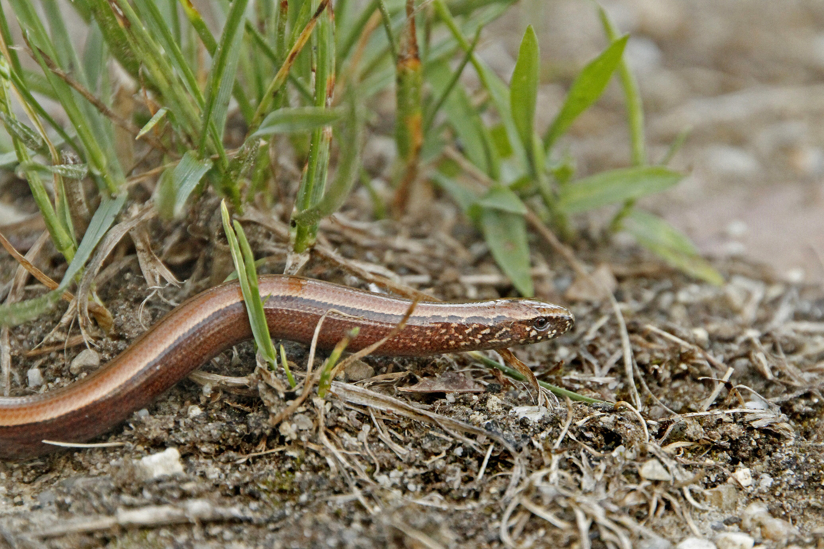 Blindschleiche