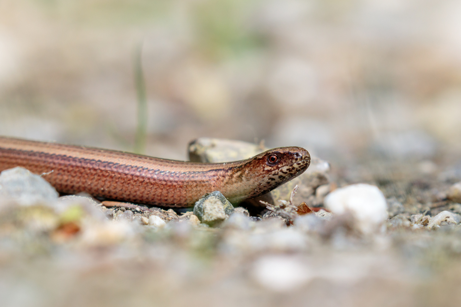 Blindschleiche