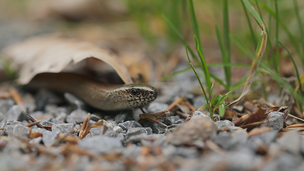 Blindschleiche