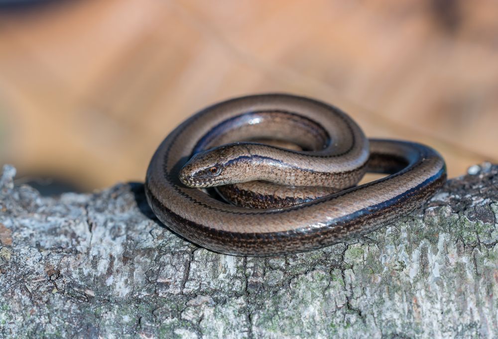 Blindschleiche. Foto & Bild | tiere, wildlife, amphibien & reptilien