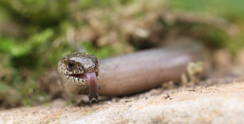 blindschleiche