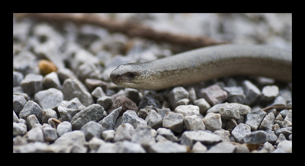 Blindschleiche