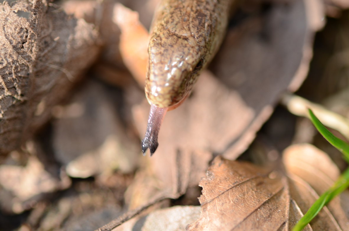 Blindschleiche