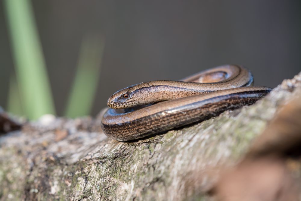 Blindschleiche Foto & Bild natur, tiere, wildlife Bilder auf