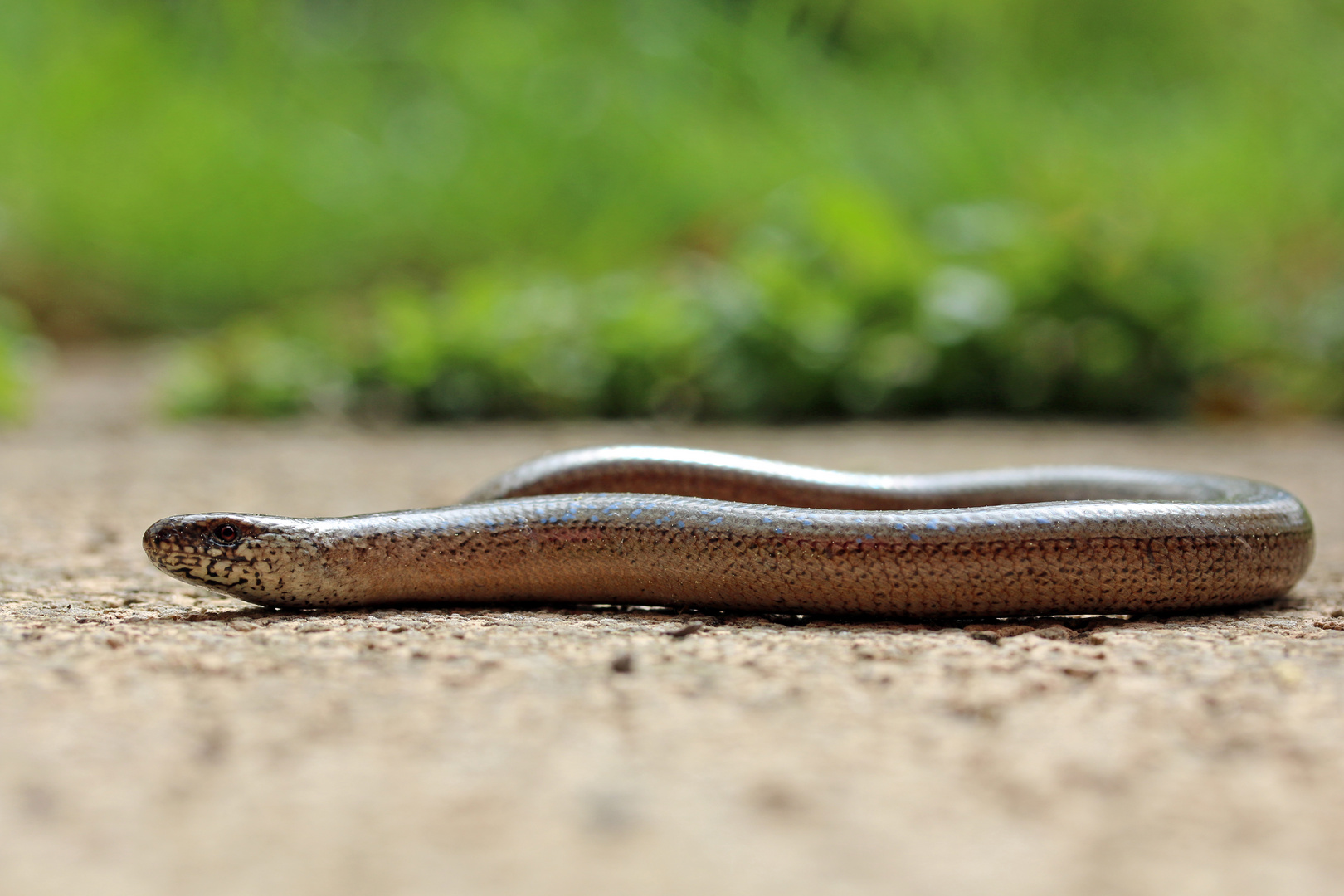 Blindschleiche Foto Bild Tiere Wildlife Amphibien