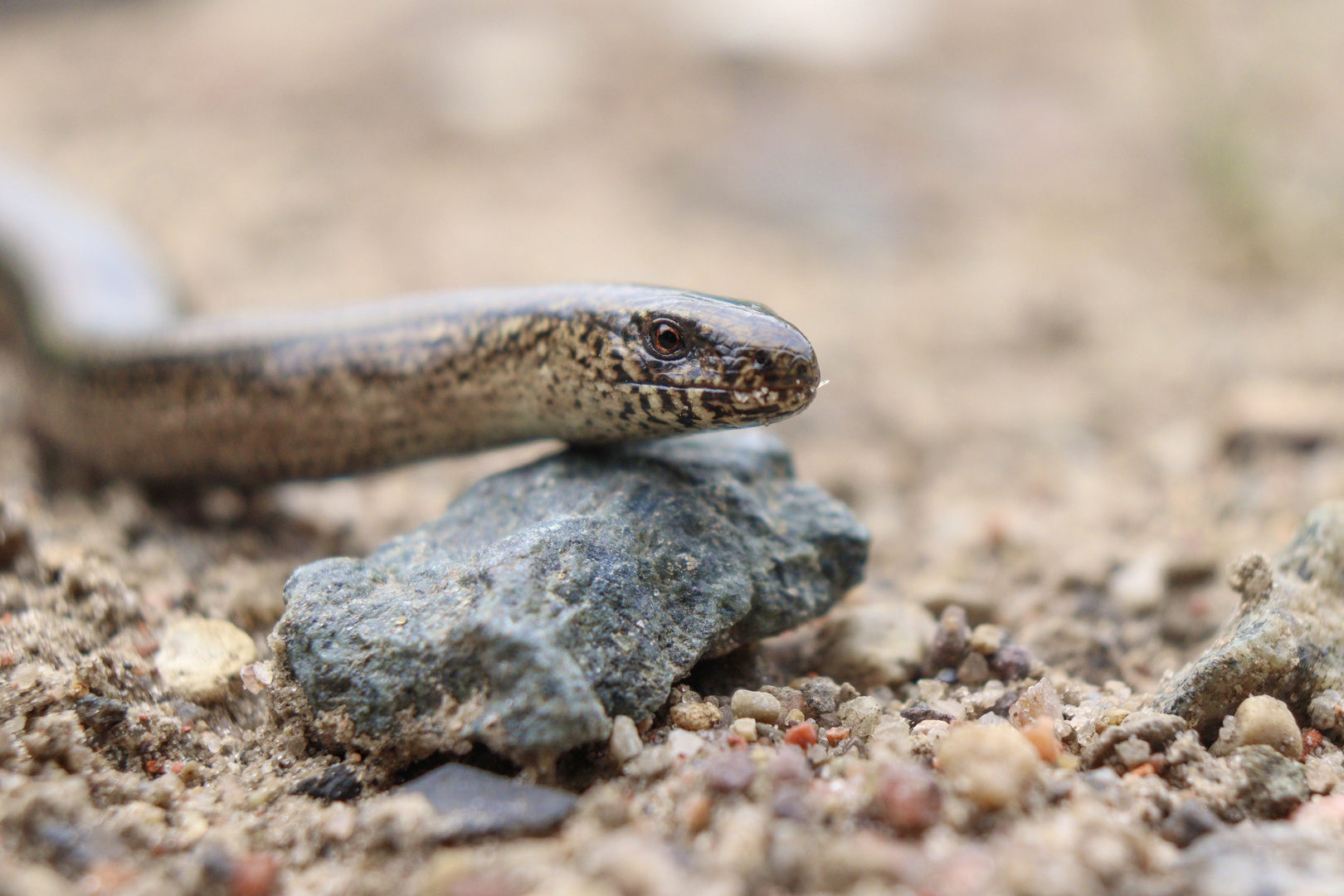 Blindschleiche am Wegesrand