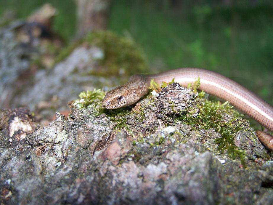 Blindschleiche (Angius fragilis)