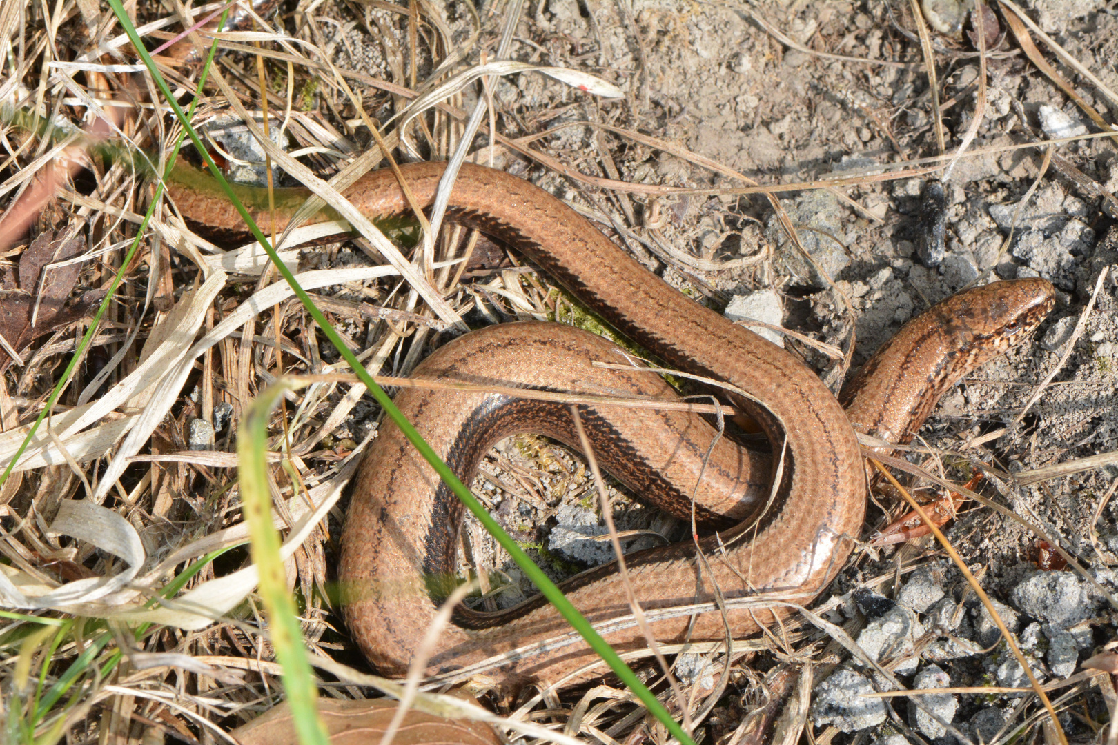 Blindschleiche - Angnis fragilis