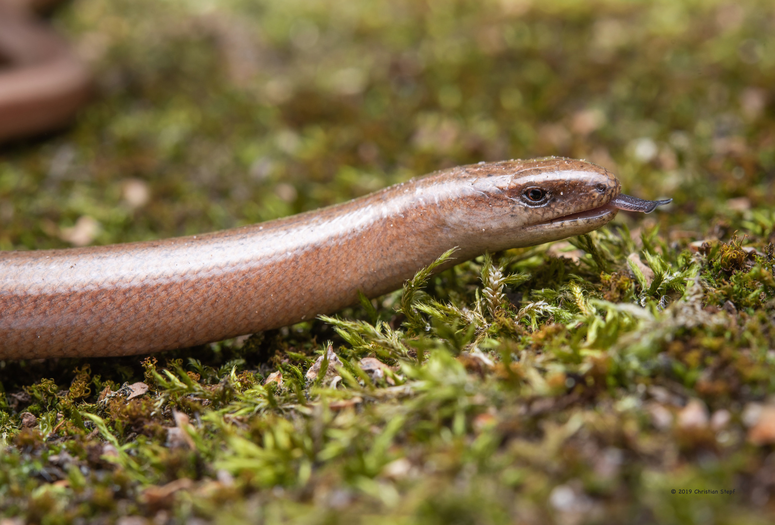 Blindschleiche ( Anguis fragilis ) 