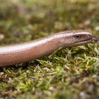 Blindschleiche ( Anguis fragilis ) 