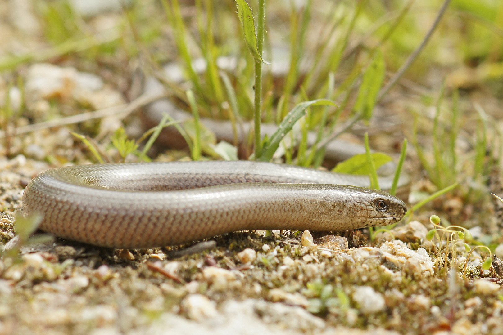 Blindschleiche (Anguis fragilis)