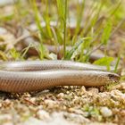 Blindschleiche (Anguis fragilis)