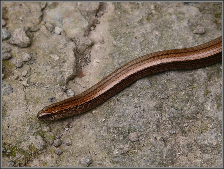 Blindschleiche (Anguis fragilis)