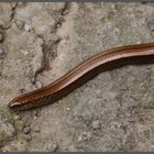 Blindschleiche (Anguis fragilis)