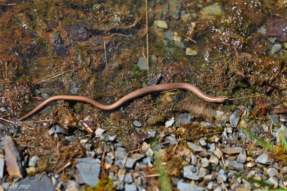 Blindschleiche (Anguis fragilis)