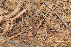 Blindschleiche Anguis fragilis