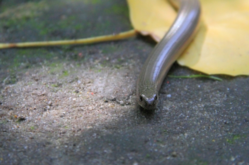 Blindschleiche (Anguis fragilis)