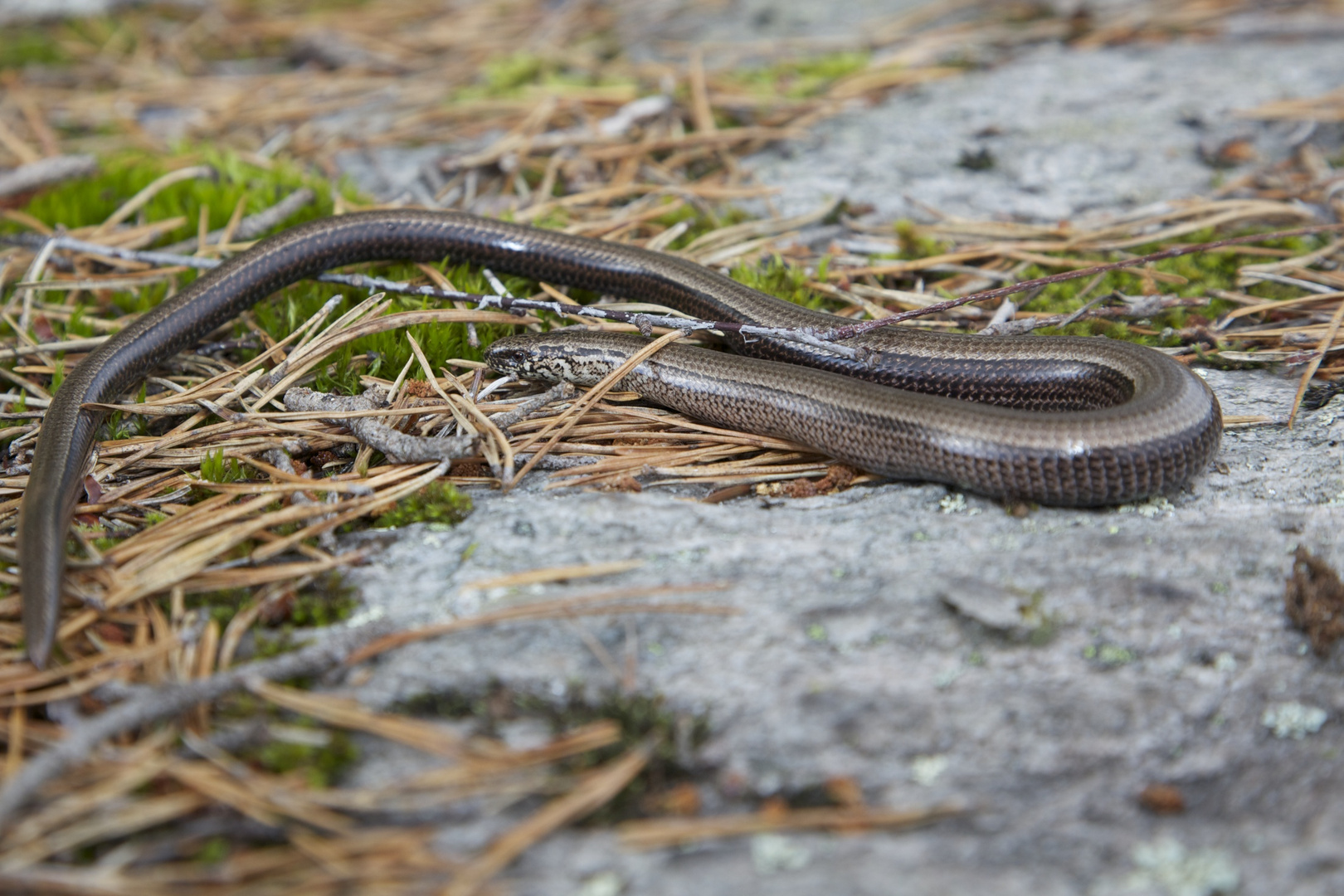 Blindschleiche (Anguis fragilis)