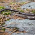 Blindschleiche (Anguis fragilis)