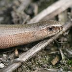 Blindschleiche (Anguis fragilis)