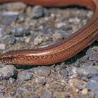 Blindschleiche (Anguis fragilis)