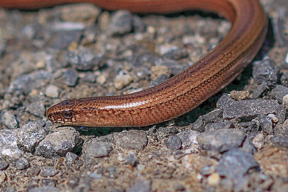 Blindschleiche (Anguis fragilis)