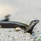 blindschleiche (anguis fragilis)......