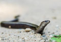 blindschleiche (anguis fragilis)......