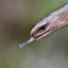 Blindschleiche ( Anguis fragilis)