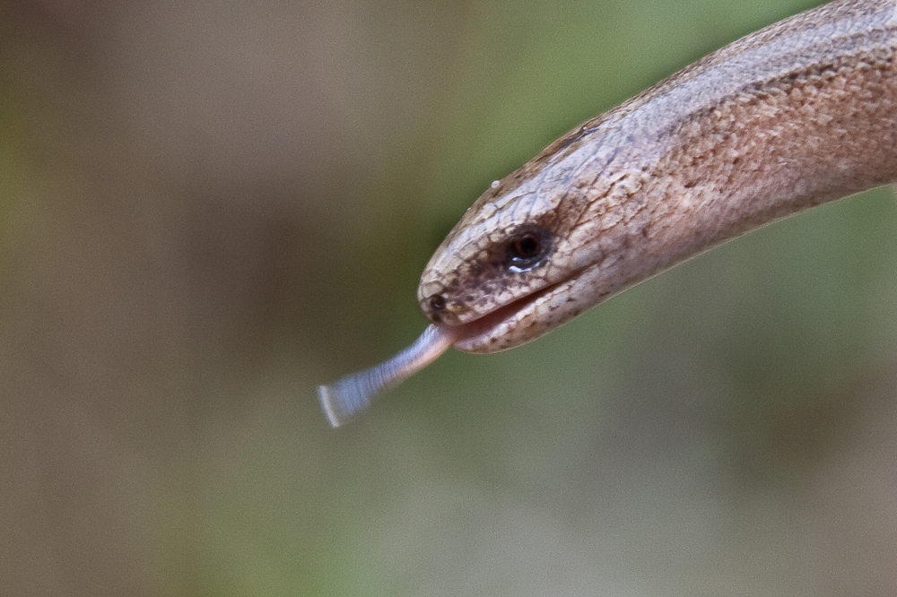 Blindschleiche ( Anguis fragilis)