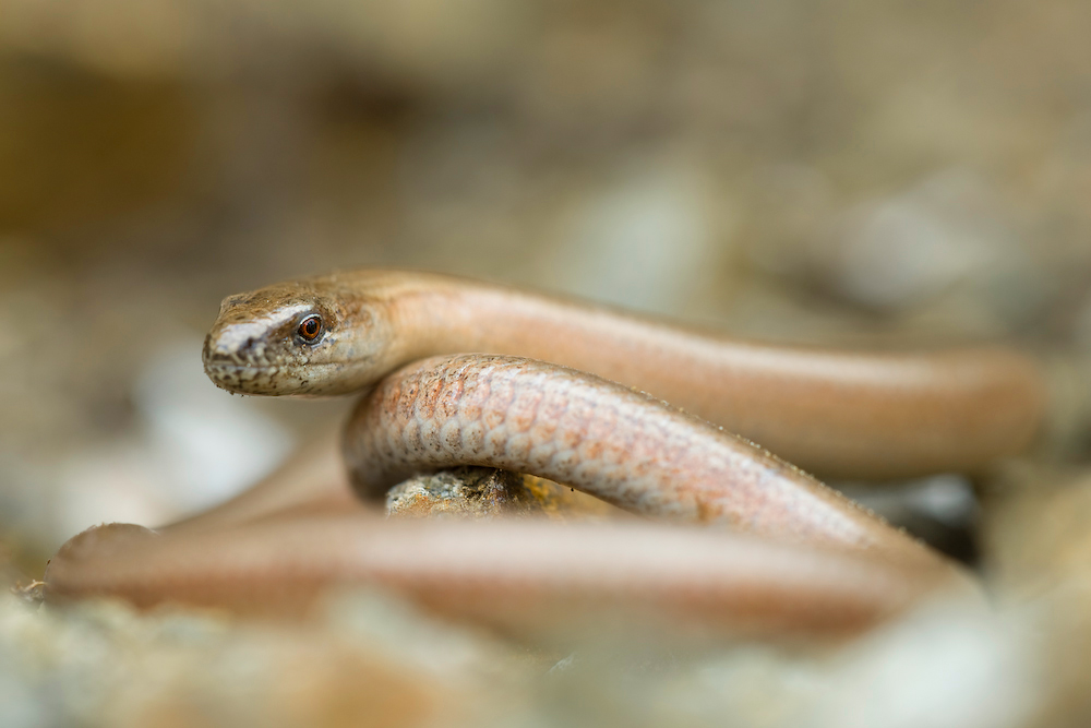 Blindschleiche (Anguis fragilis)