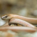 Blindschleiche (Anguis fragilis)