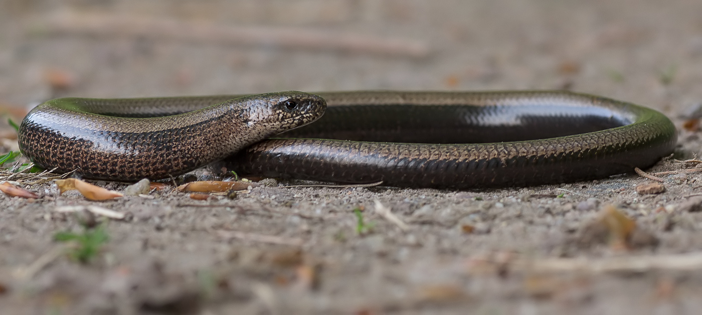 Blindschleiche (Anguis fragilis)