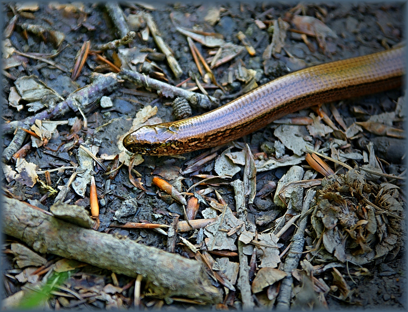 Blindschleiche (Anguis fragilis)